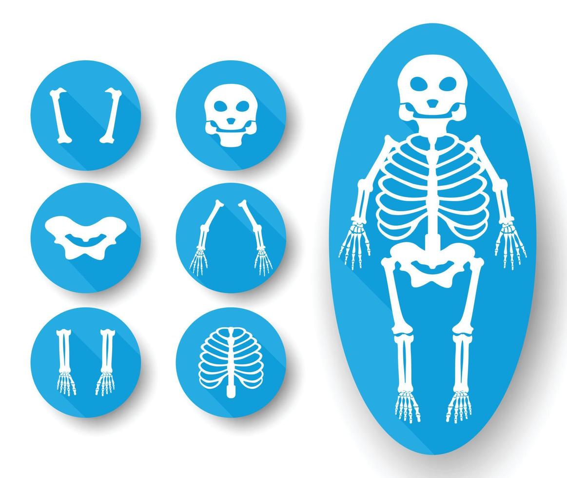 Cartoon skeleton icons with separate body parts vector illustration