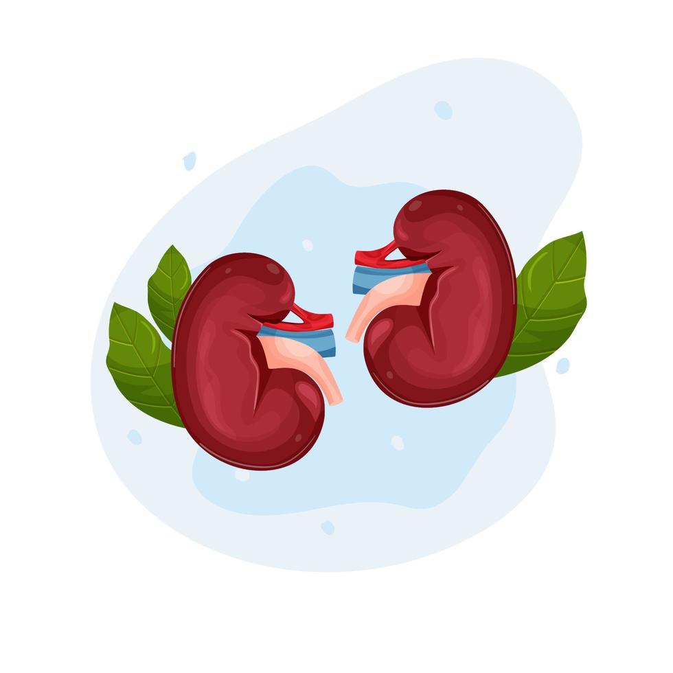 kidneys human organs. cartoon style. kidney day. vector