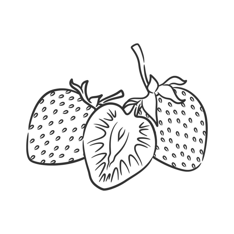 Strawberry Line Art Vector illustration