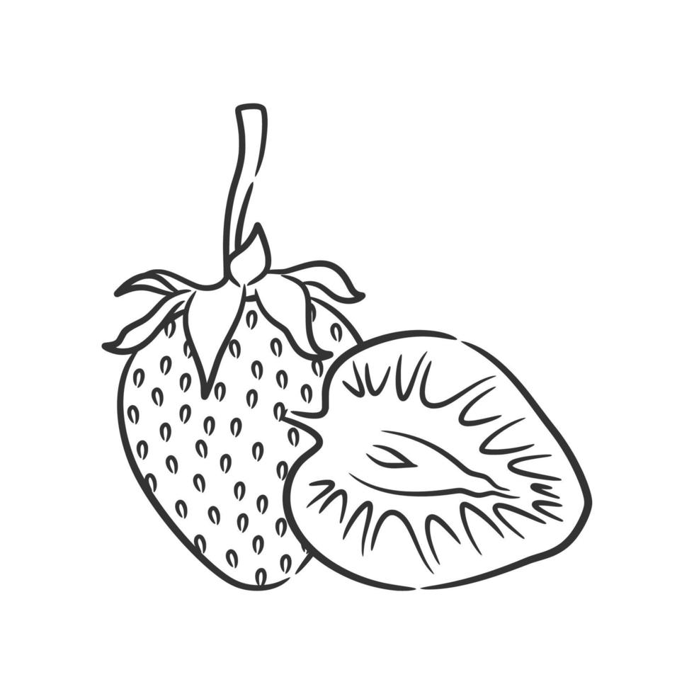 Strawberry Line Art Vector illustration