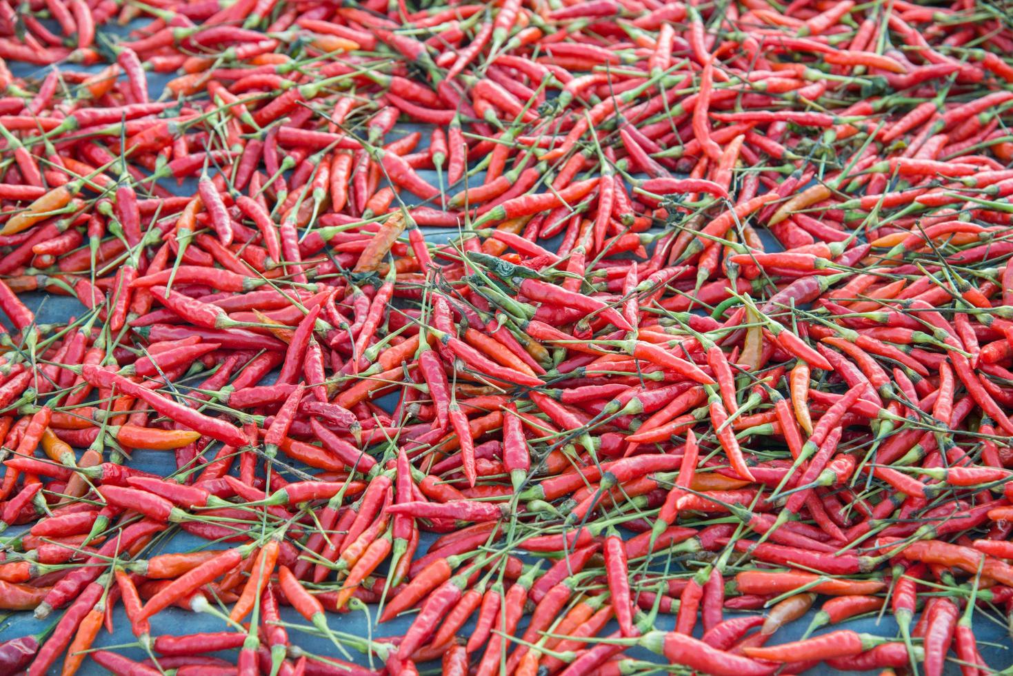 Red chilli peppers drying in the sun. photo