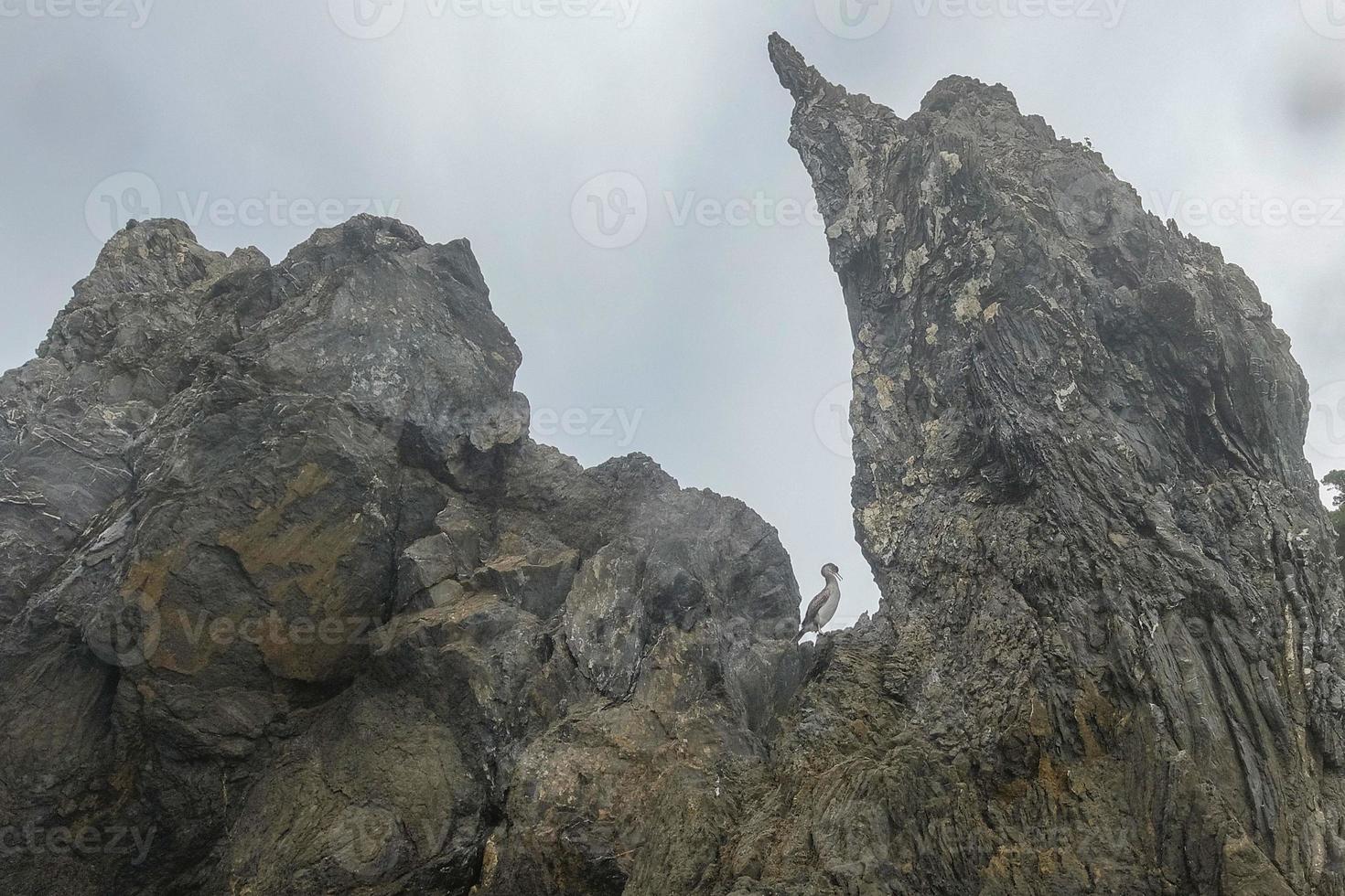 European Shag pigmy coromorant Phalacrocorax bird photo