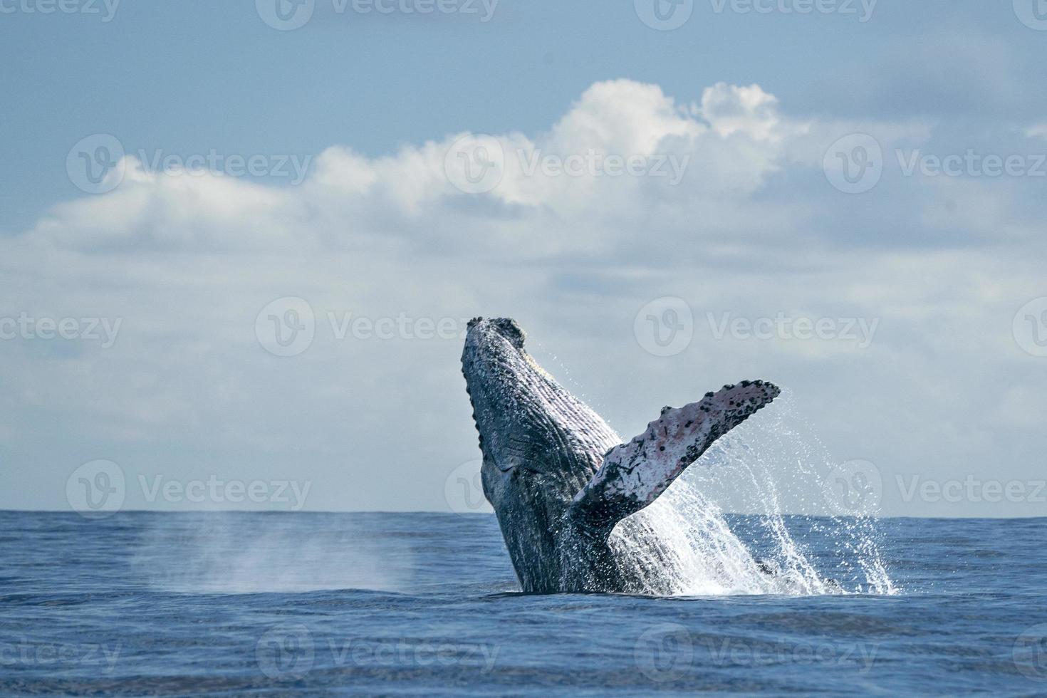 humpback whale breaching in cabo san lucas photo