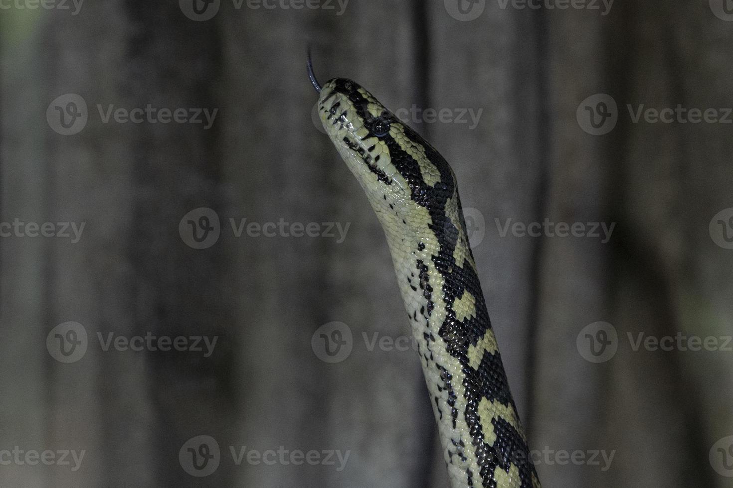 selva alfombra pitón serpiente foto