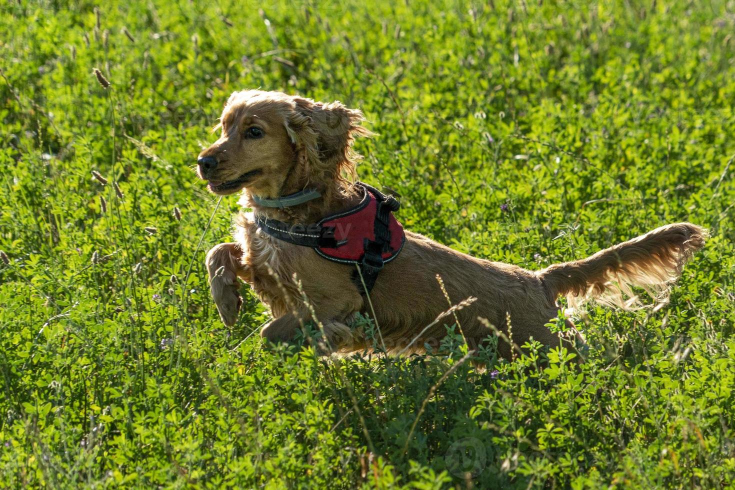 happy puppy dog cocker spaniel in the green grass photo