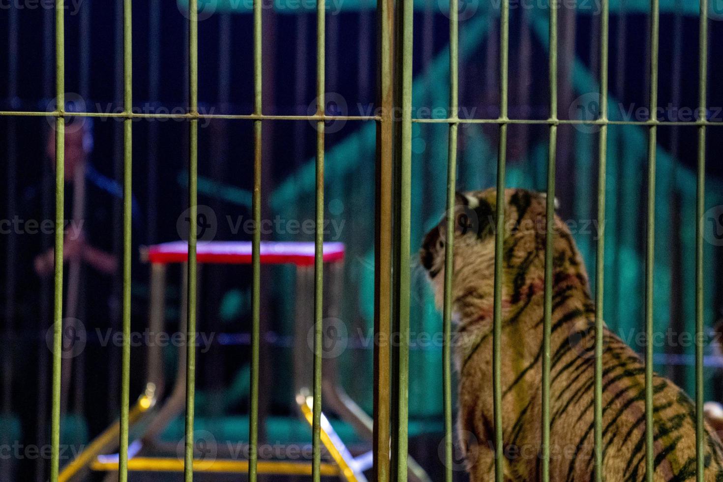 Circus tiger in a cage with tamer show time photo