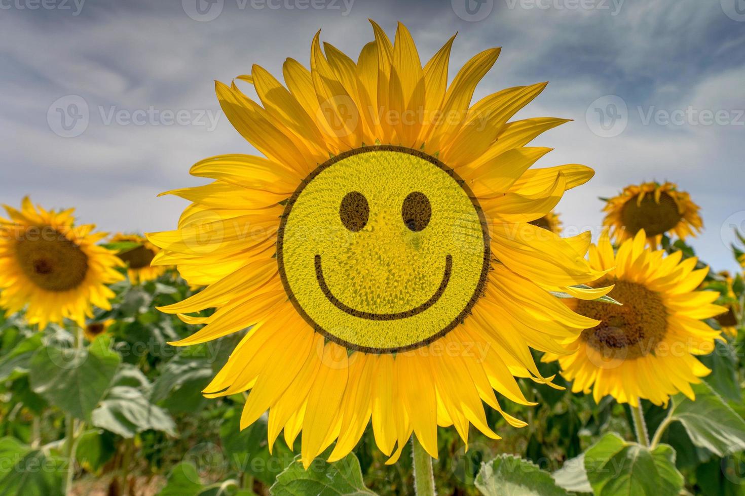 sunflower on green grass and blue sky photo