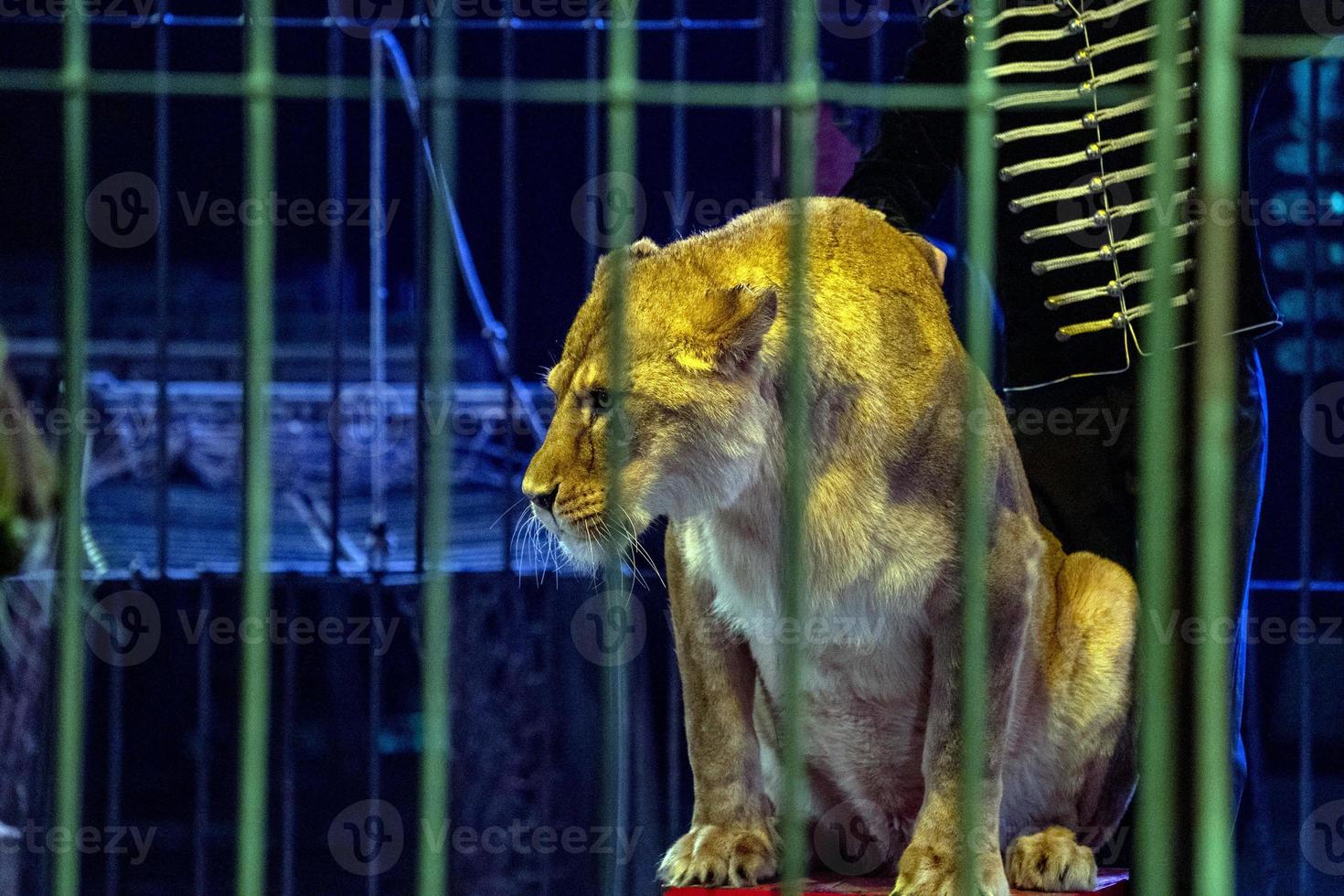 Circus Lion in a cage with tamer show time photo