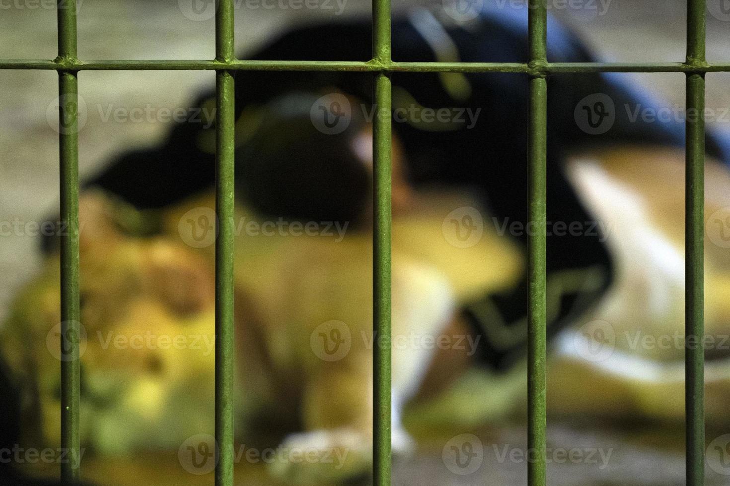 Circus Lion in a cage with tamer show time photo