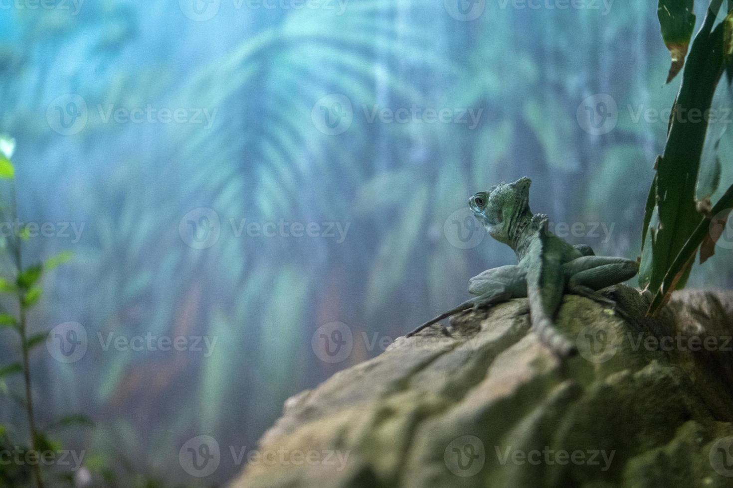 Green basilisk in the forest photo