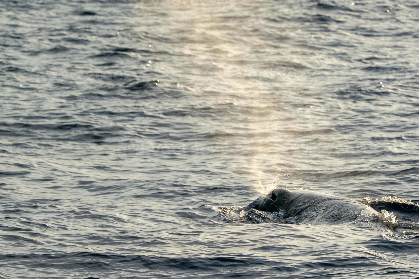 blow of Sperm Whale at sunset while blowing breath photo