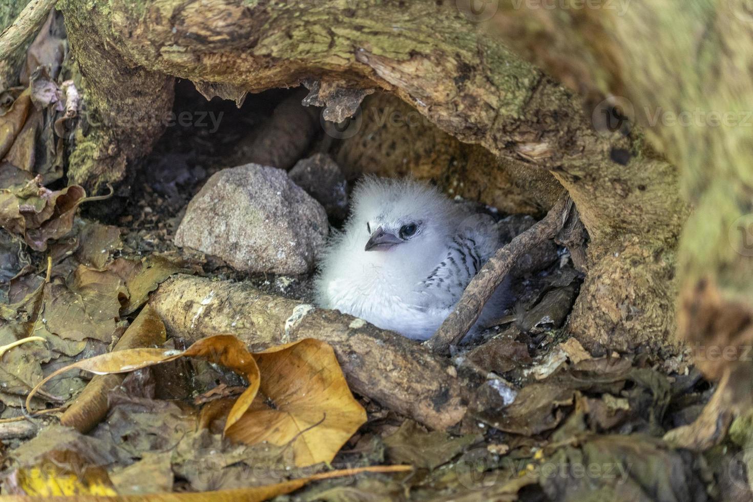 newborn tropical shearwater bird cousin island seychelles photo