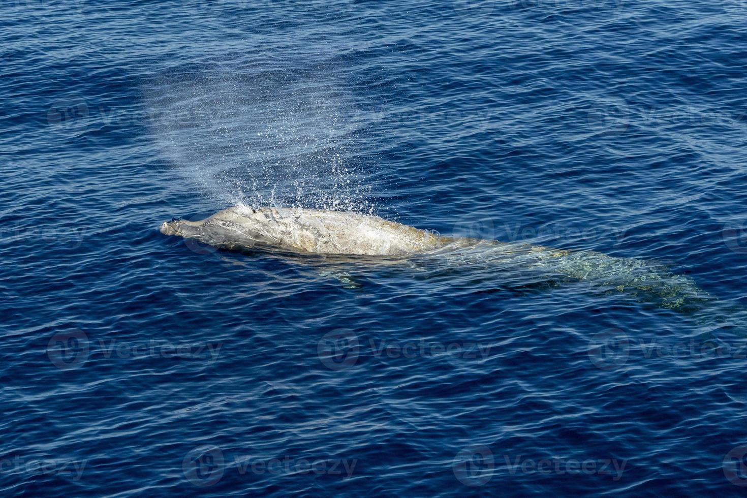 white Rare Goose Beaked whale dolphin Ziphius cavirostris photo