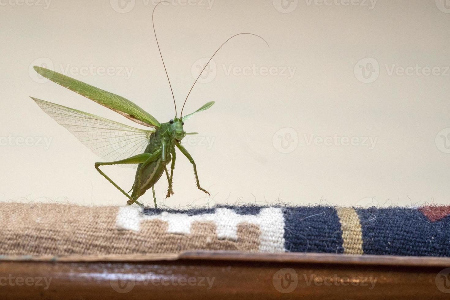 green grasshopper inside house photo