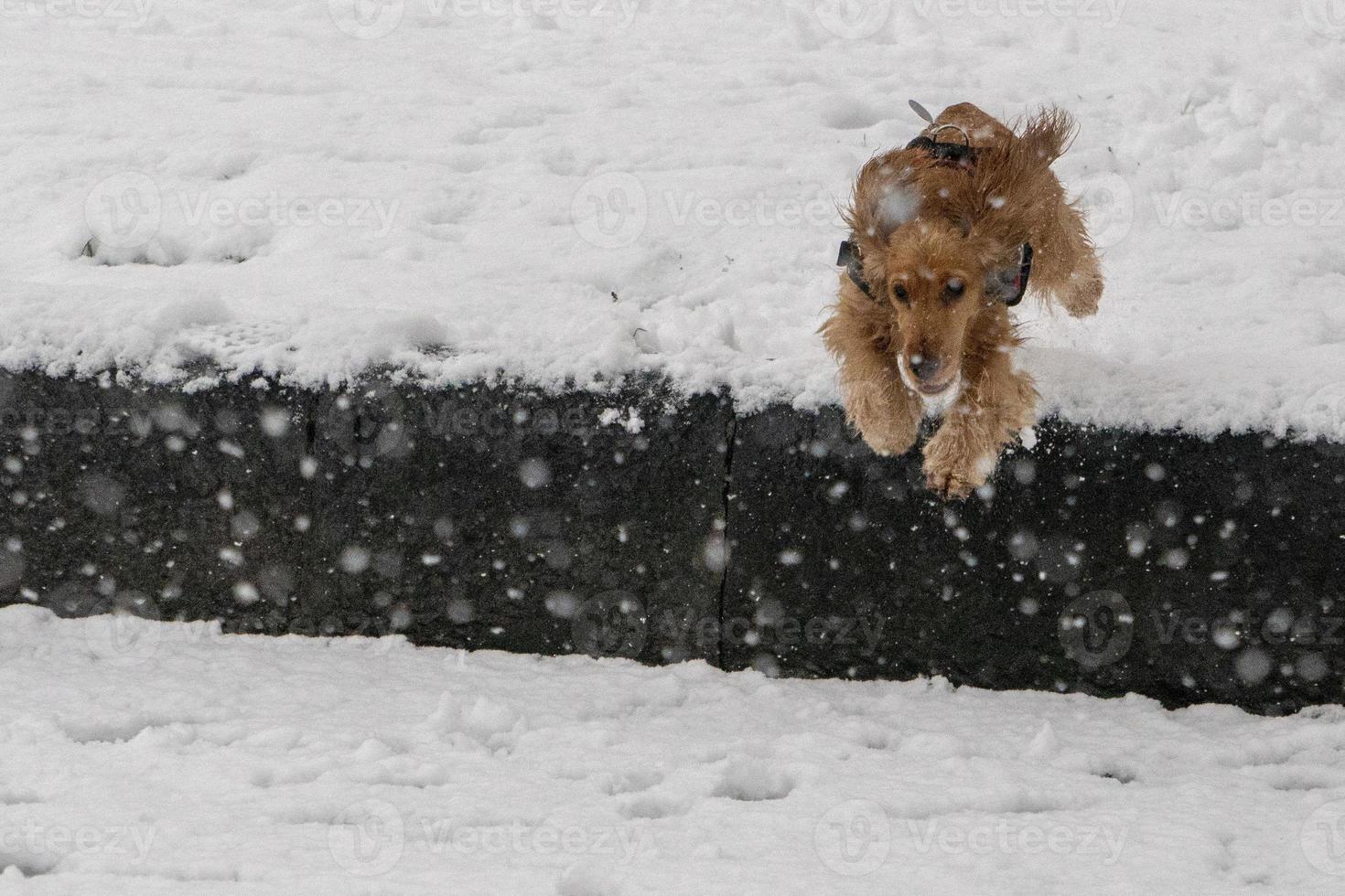 cocker spaniel feliz corriendo en la nieve foto