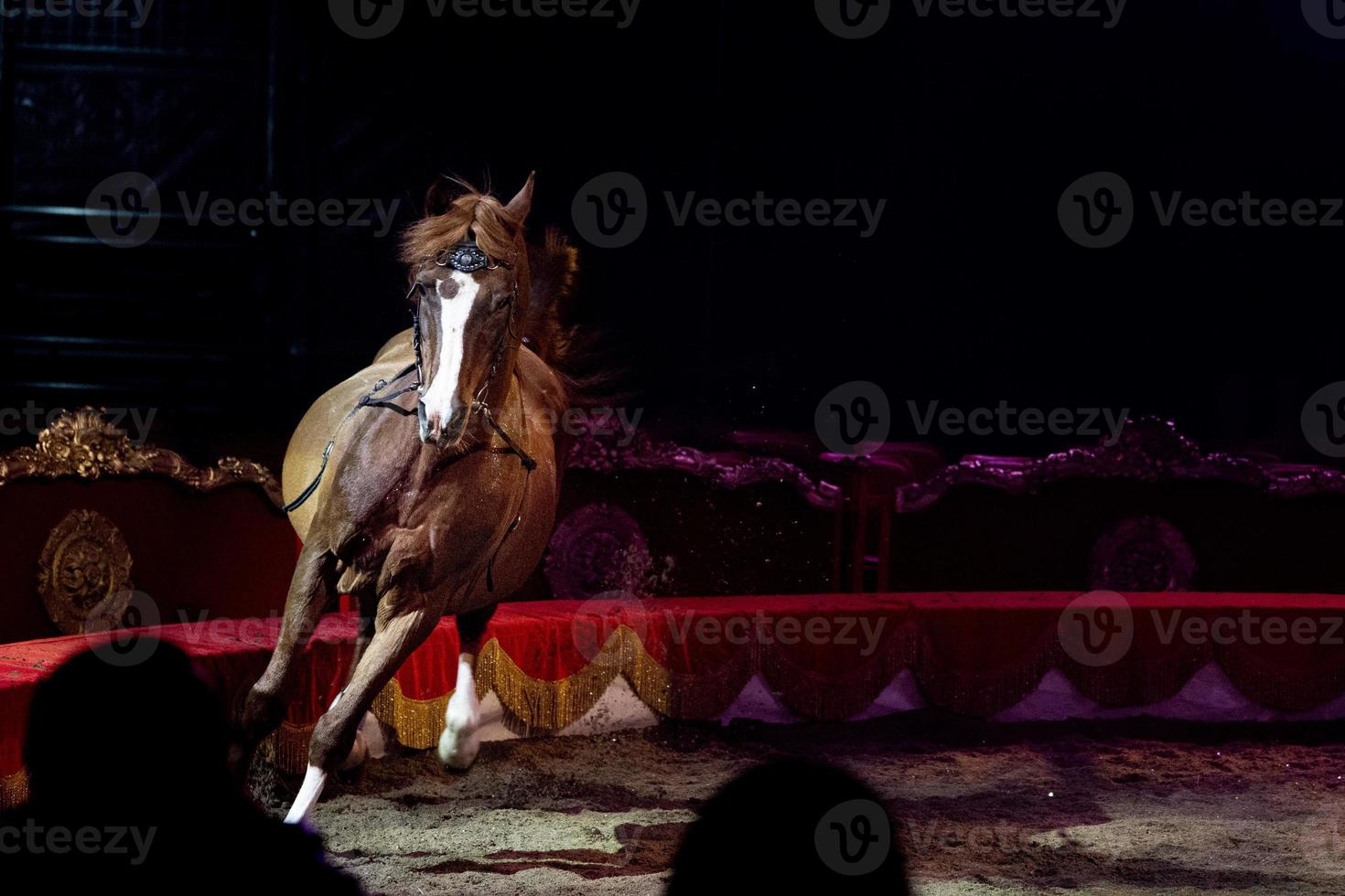 circus horses on black background photo