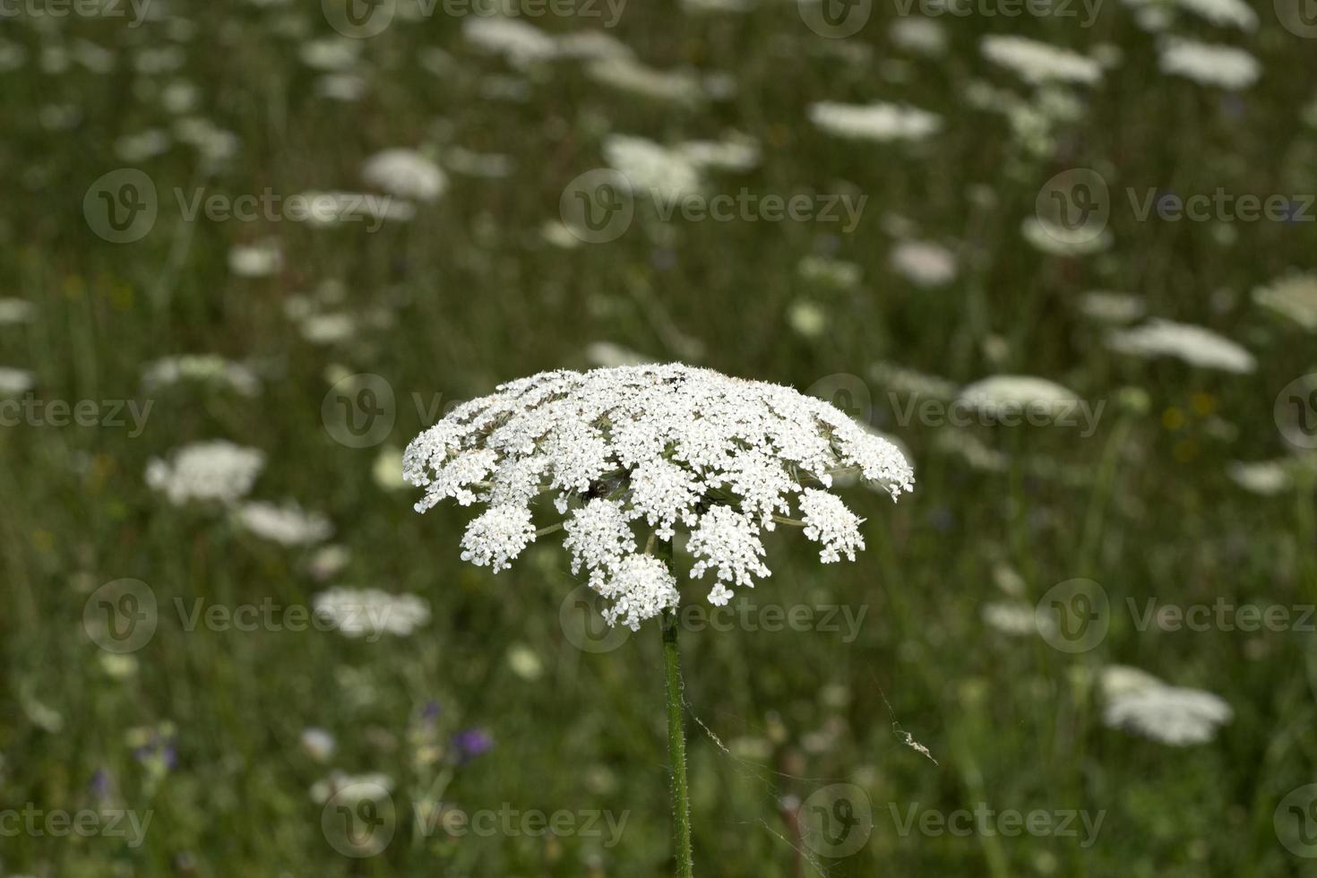 Field of Ammi majus. Bullwort, Queen Anne lace, laceflower moved by wind photo