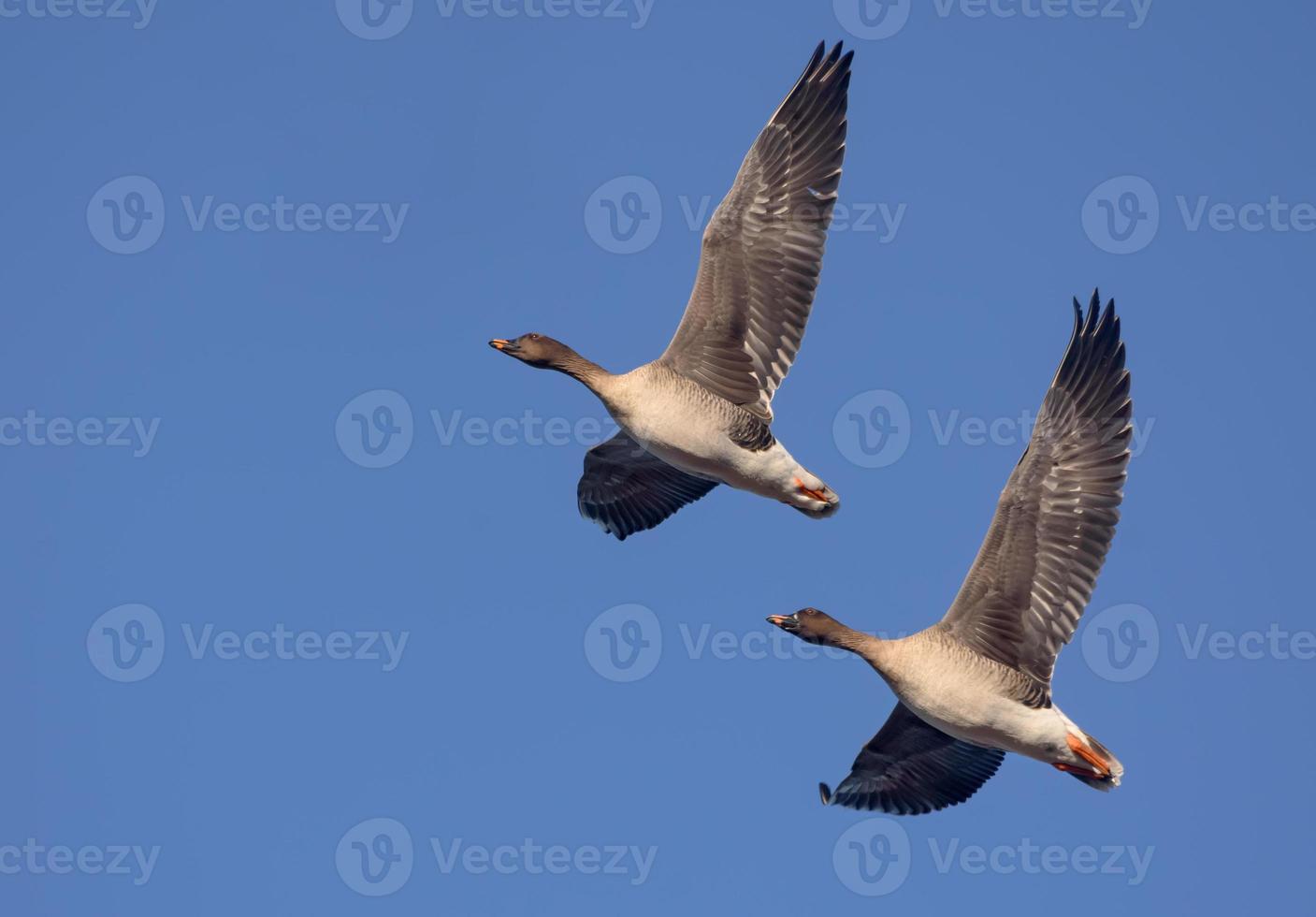 Loving couple of bean geese - Anser fabalis - sync fly in blue sky close to each other in spring photo