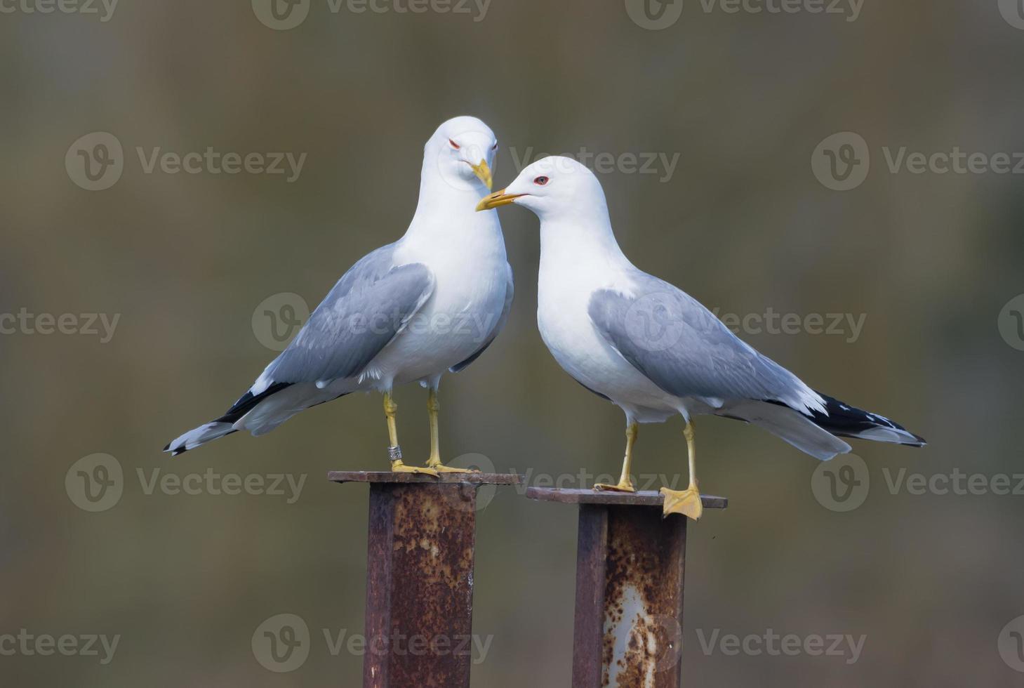 Pair of family of male and female common gulls - Larus canus - caring for each other on the nest territory in breeding season photo