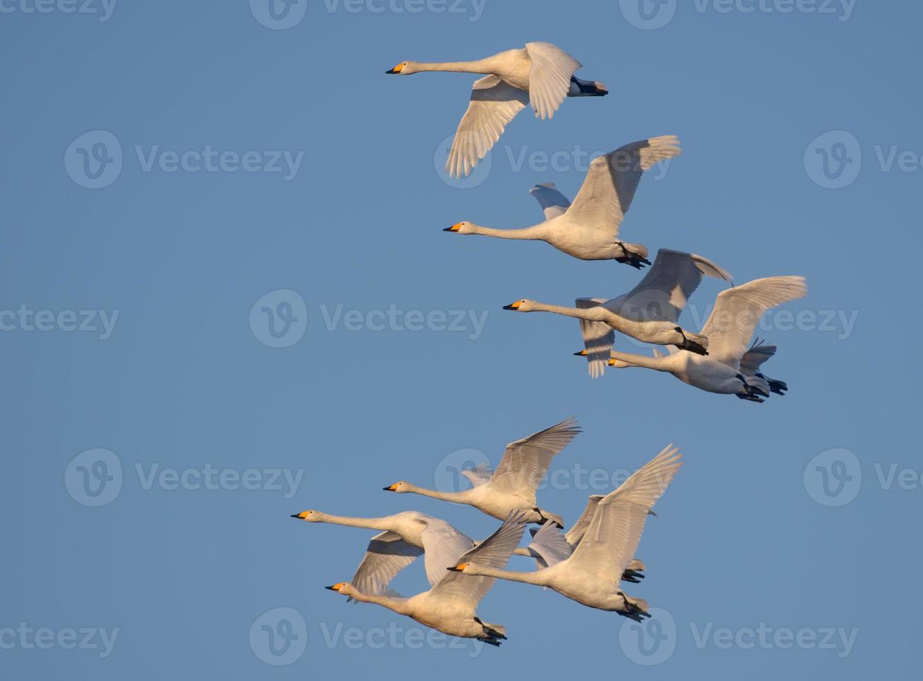 Big flock of adult Whooper swans - Cygnus cygnus - fly together in blue morning sky photo