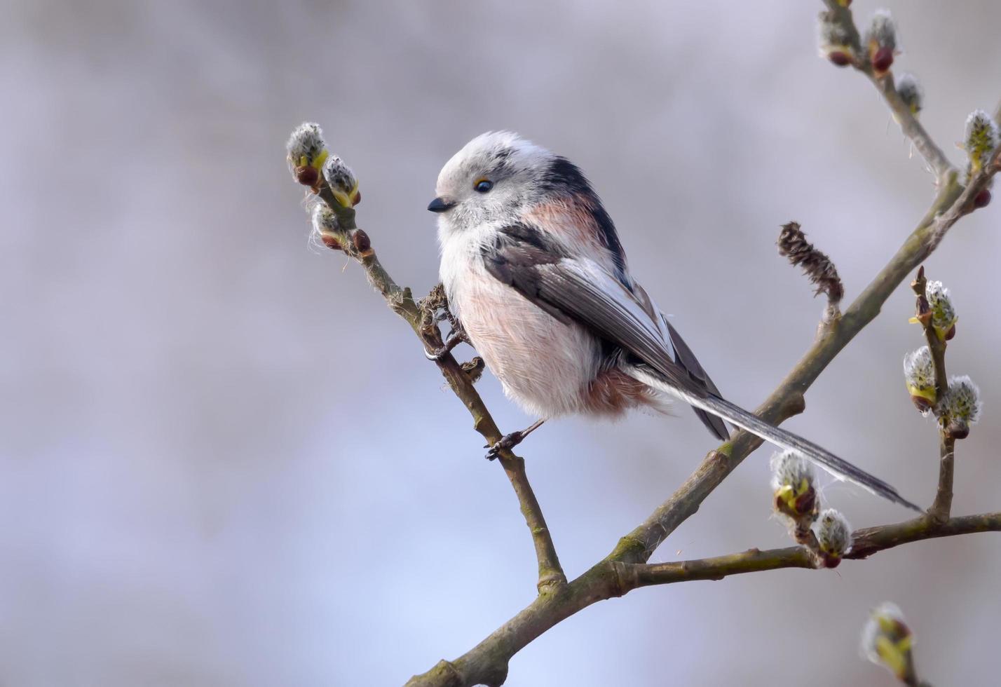 Long-tailed Tit - Aegithalos caudatus - perched on flowering willow bush branch in early spring season photo