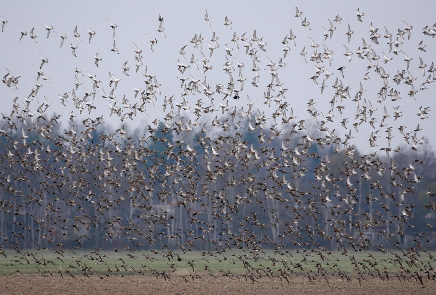 Huge flock of Ruffs - Philomachus pugnax - fly and take down over agro field during spring migration photo