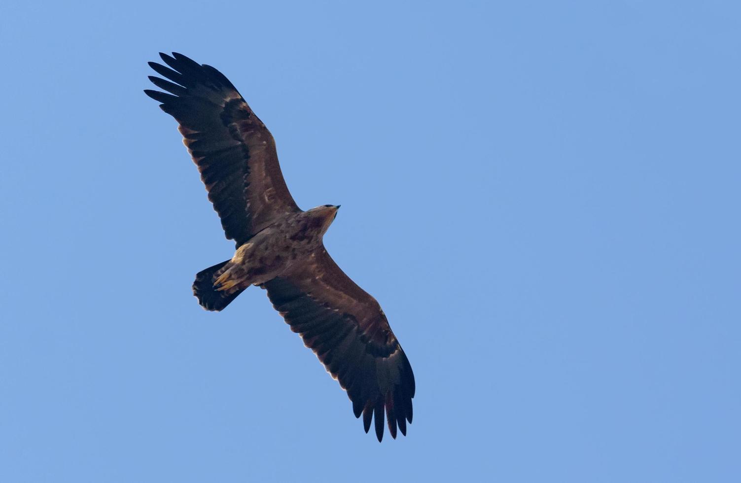 Adult Lesser spotted eagle - Clanga pomarina - soars in blue sky during spring migration season photo