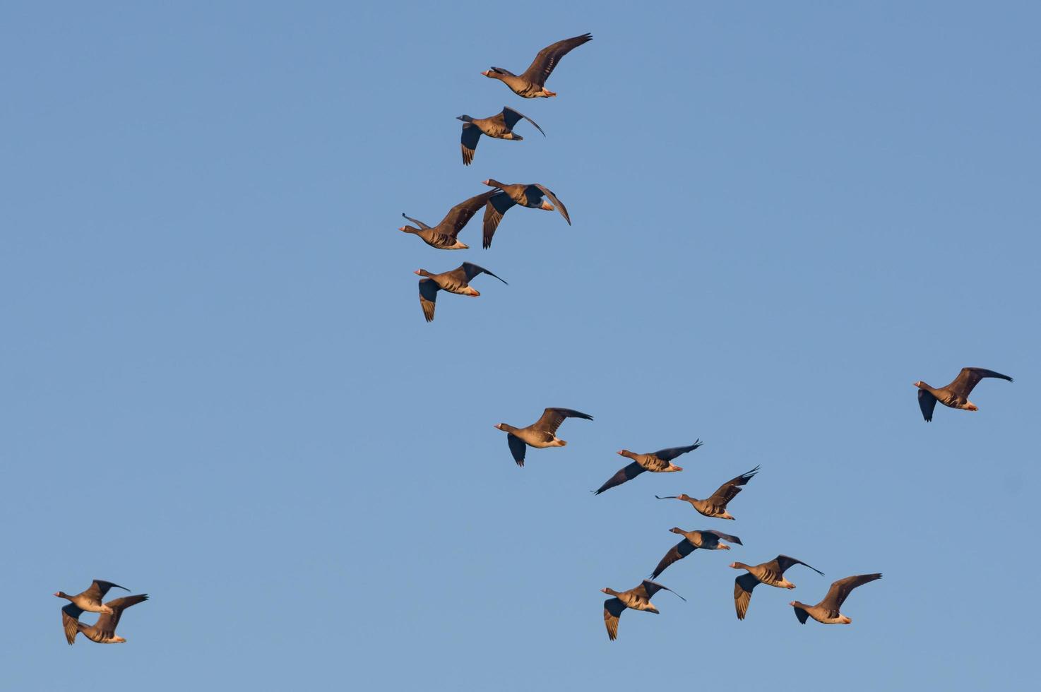Average flock of greater white-fronted geese - Anser albifrons - in spring flight over morning blue sky photo