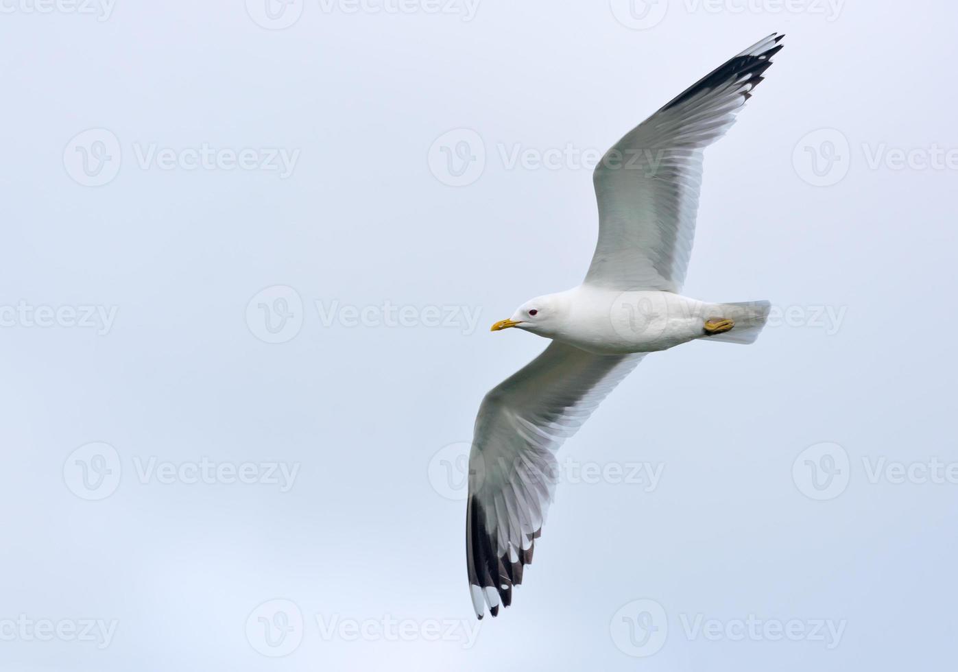 Adult common gull - Larus canus - in flight with stretched wings and overcast sky photo