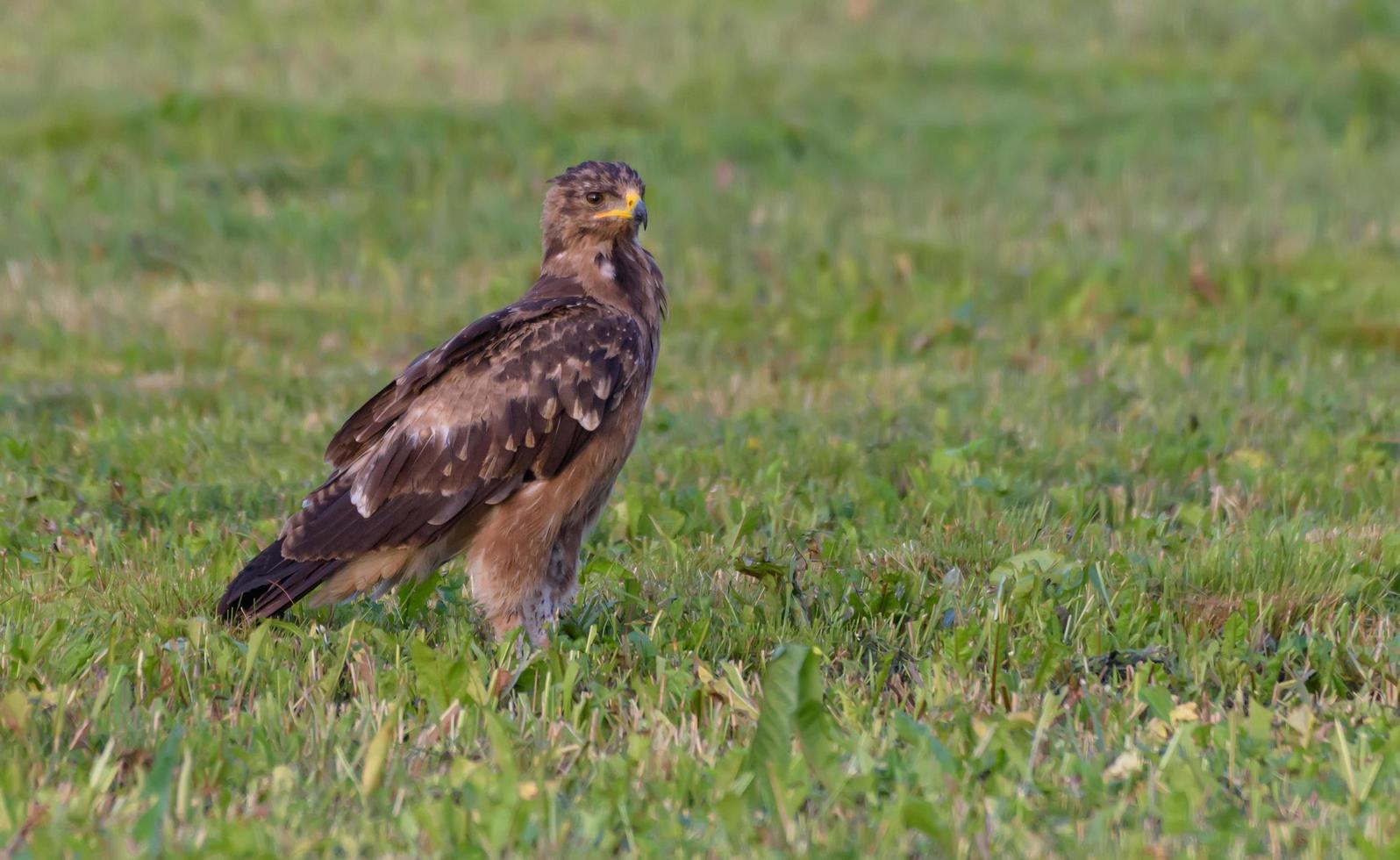 Young Lesser spotted eagle - Clanga pomarina - sits on green mown grass field in waiting for prey photo