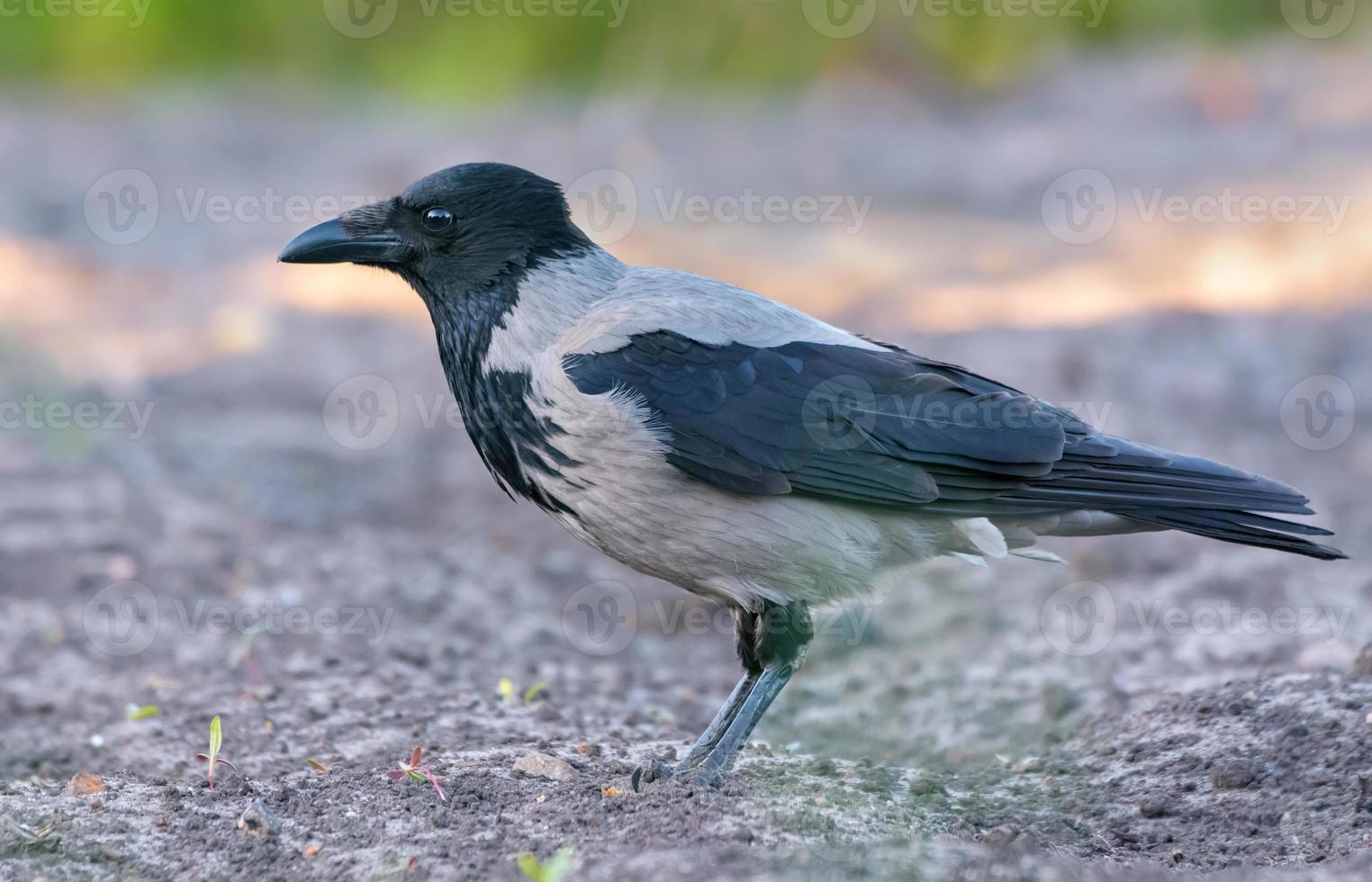 Adult hooded crow - Corvus cornix - stands on soil ground in spring morning photo