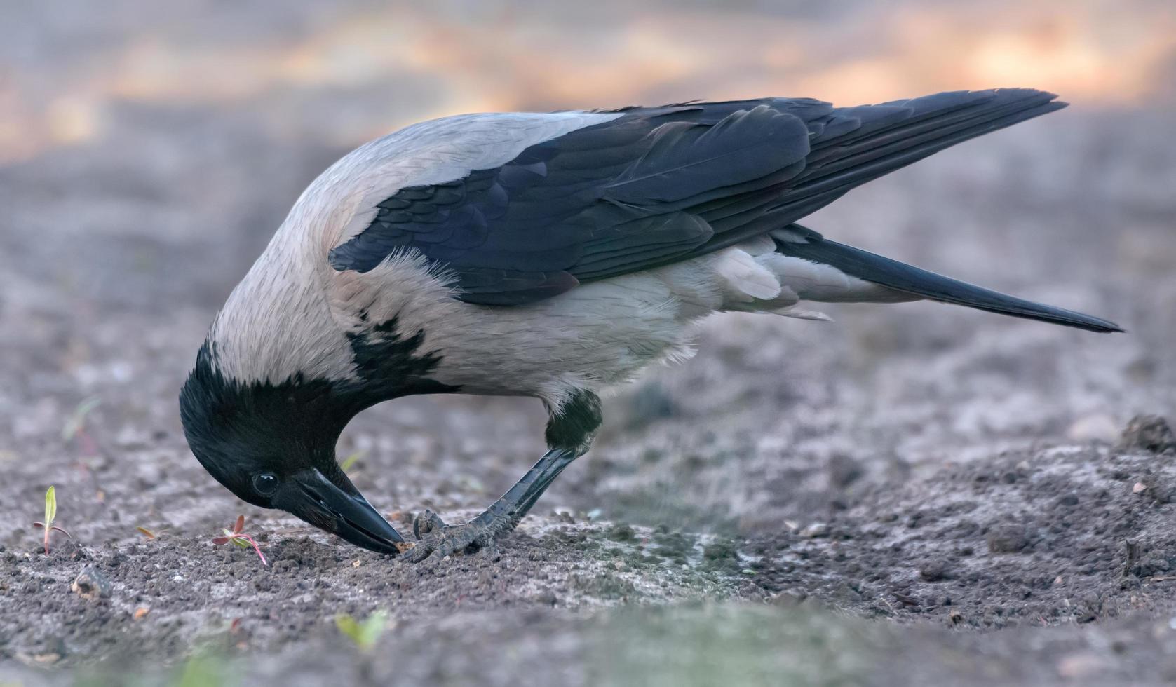 Hooded crow - Corvus cornix - feeds with beak and feet on muddy ground in early spring photo