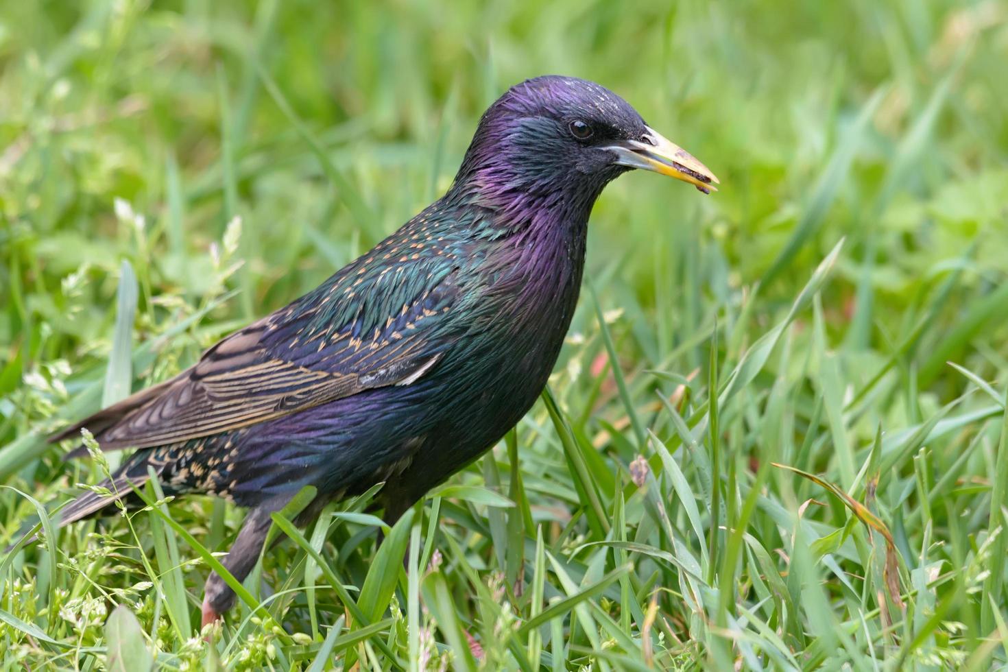 Common Starling - Sturnus vulgaris - walking and searching for food in spring grass close shot photo