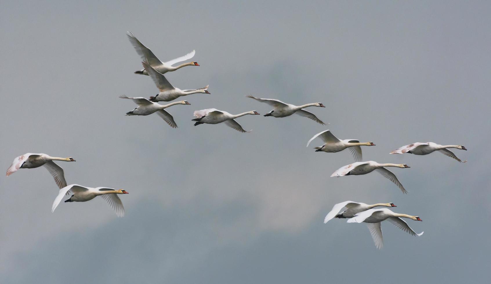 Big flock of mute swans - cygnus olor - flying together in cloudy sky photo