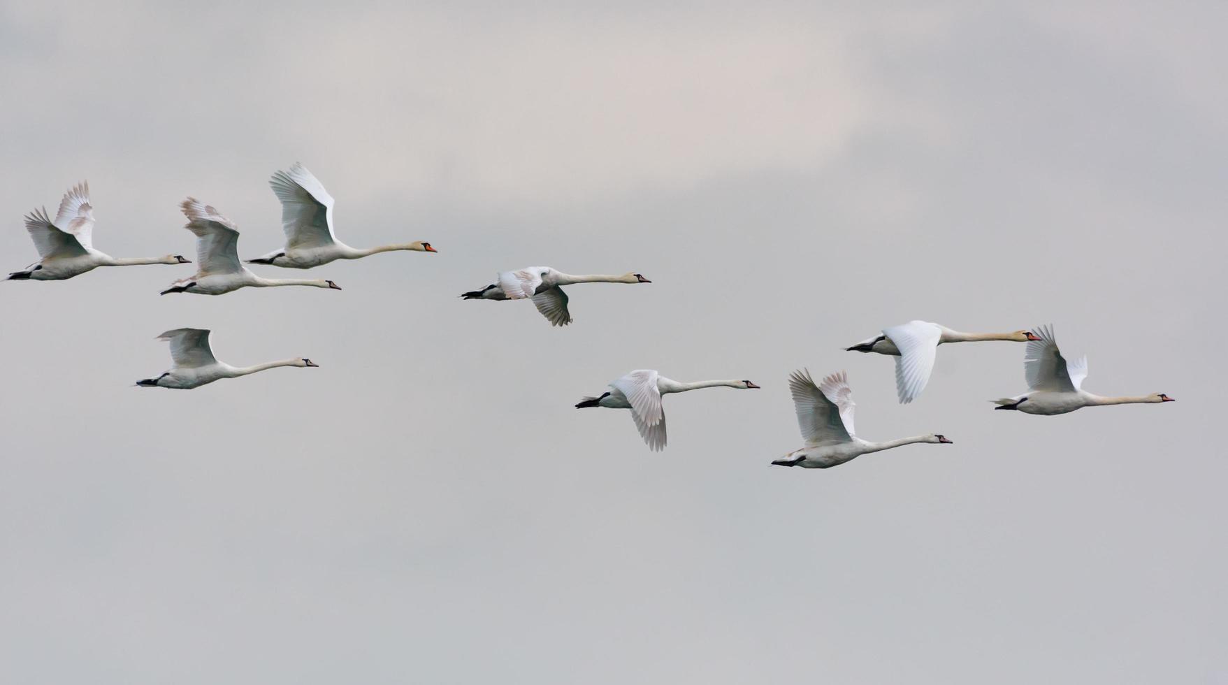 Large flock of mute swans - cygnus olor - flying together in cloudy sky photo