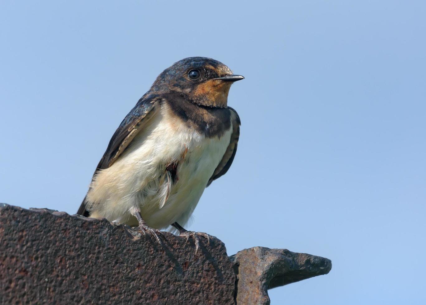 Young barn swallow - hirundo rustica - sits on metal construction over blue sky waiting for parents photo
