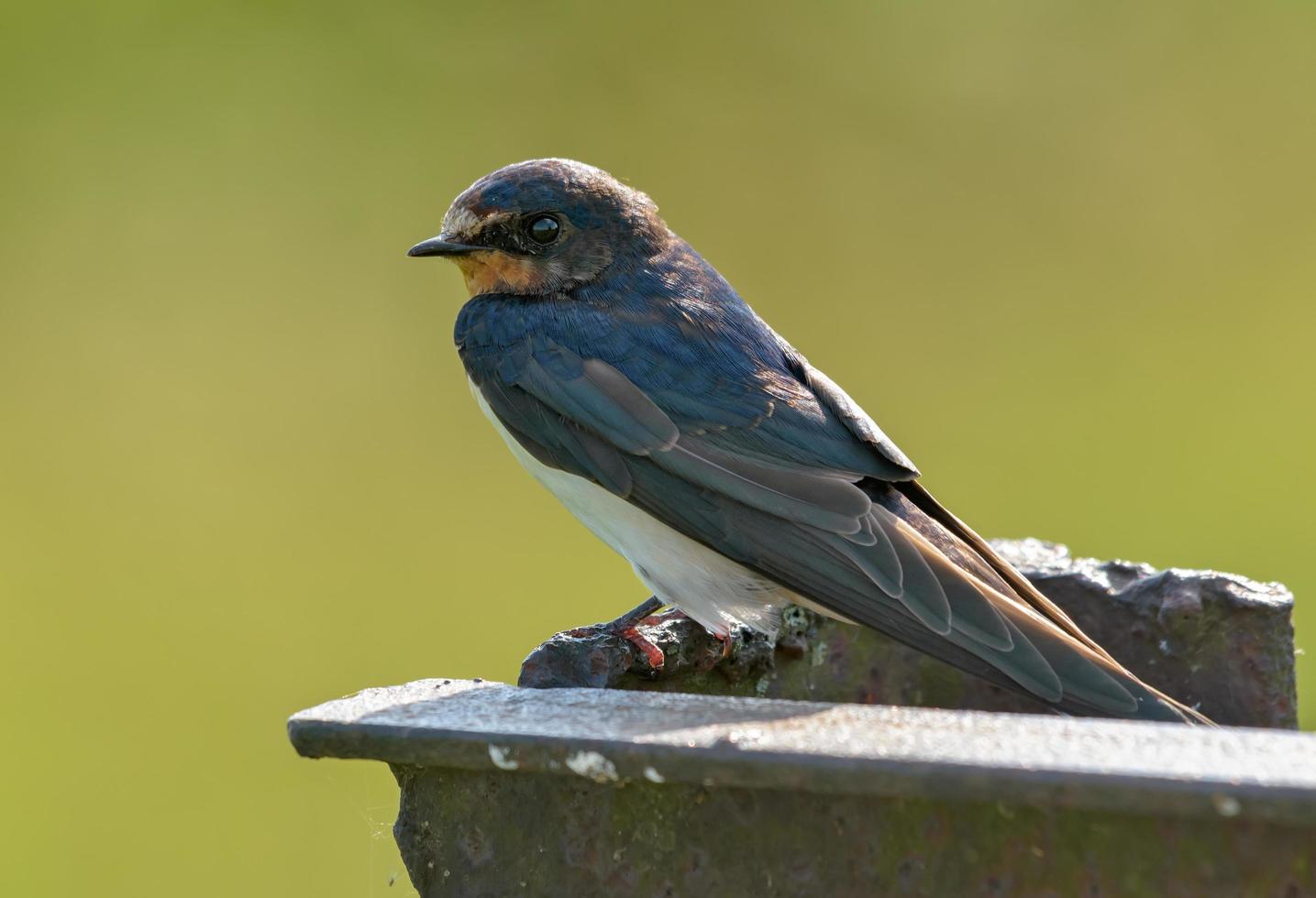 Young barn swallows chick - hirundo rustica - posing in back light on lichen covered metal construction photo