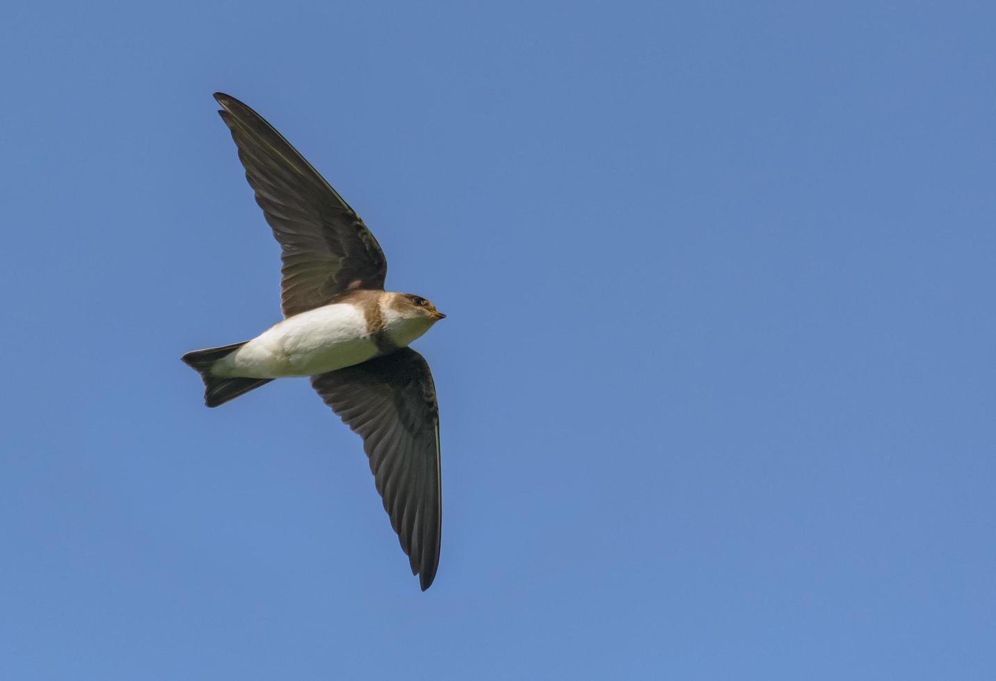 Sand martin - Riparia riparia - flying over rich blue sky with spreaded wings photo