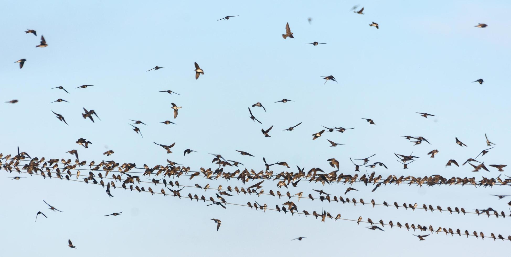 Big flock of swallows and Sand martins - Riparia riparia - sits on wires before autumn migration photo