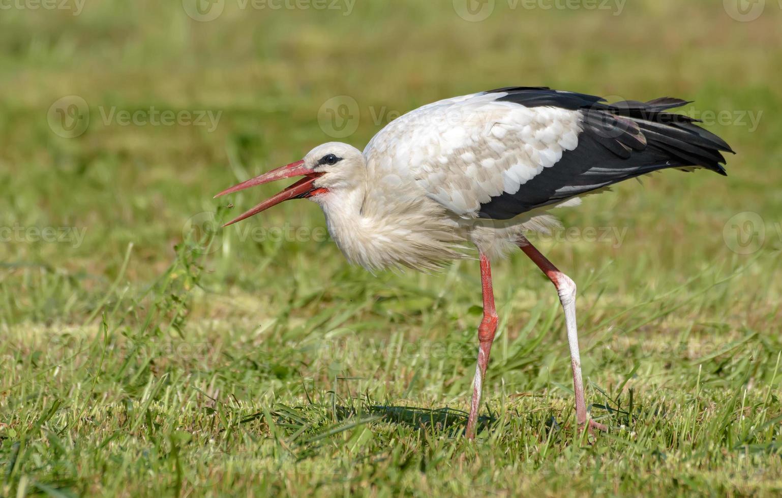 Adult White stork - Ciconia ciconia - catching an insect in the mowing hay grass field photo