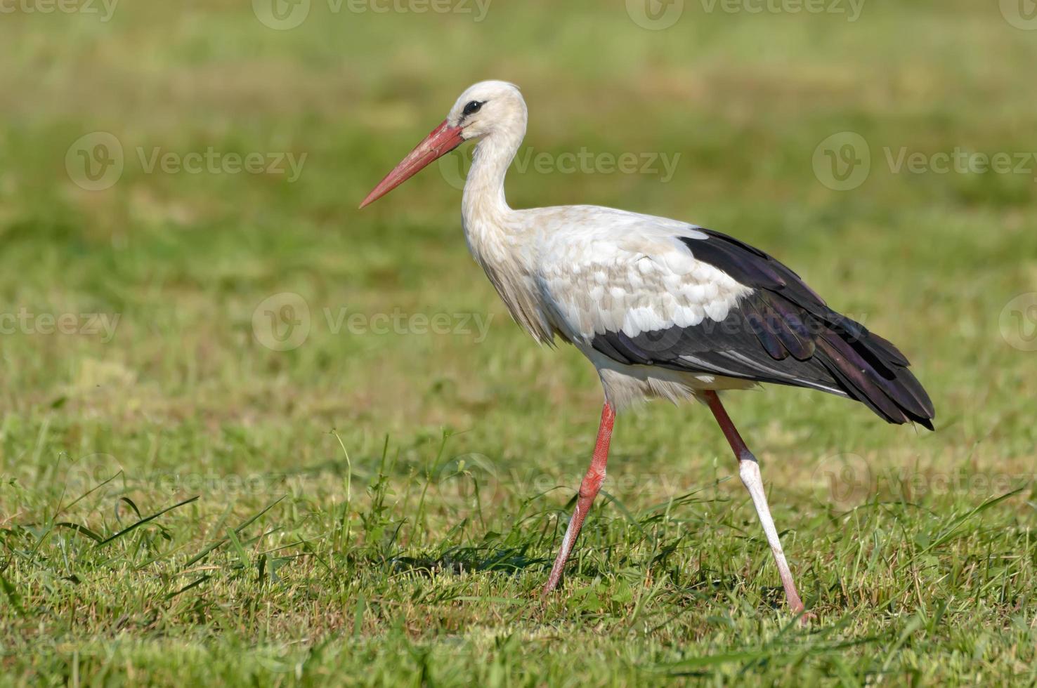 Adult White stork - Ciconia ciconia - walks on mowed field in summer photo