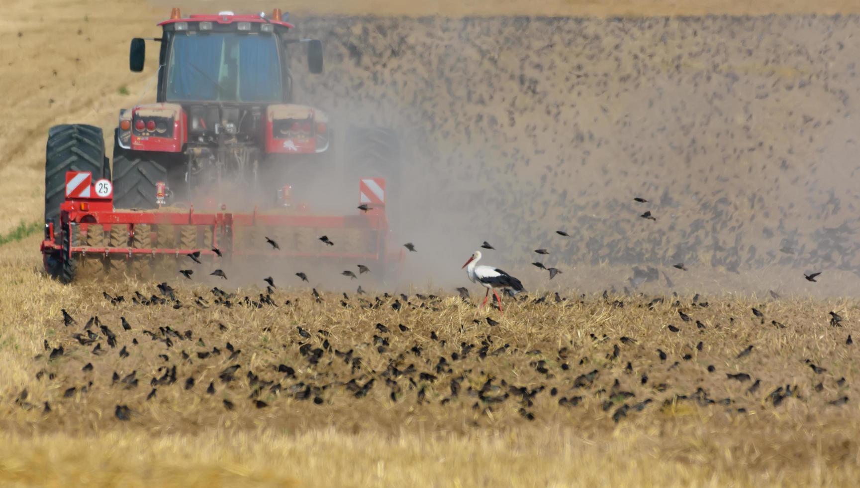 grande rebaño de común estorninos - sturnus vulgaris - y blanco cigüeña alimentación en arada campo Derecha después tractor foto