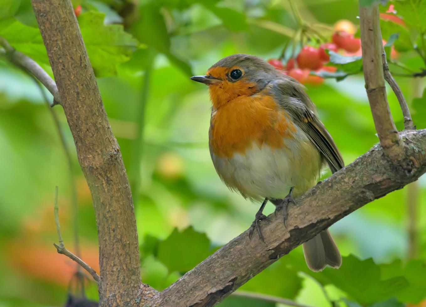 Adult European robin - erithacus rubecula - perched in branches of viburnum bush with berries photo