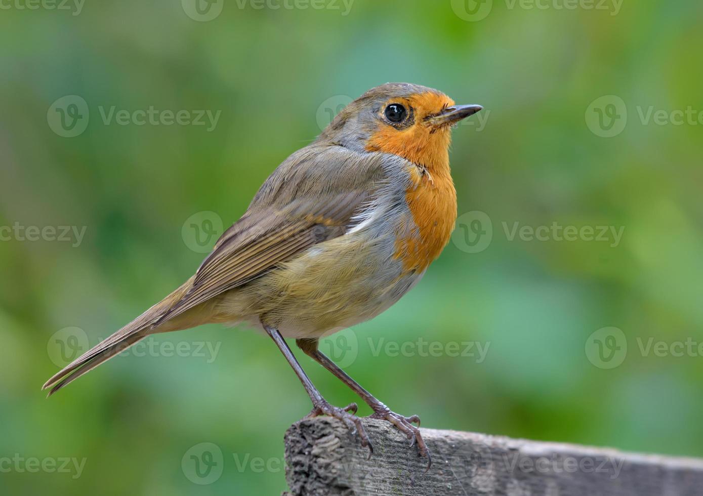 Adult European robin - erithacus rubecula - stands on top of small wooden stick in dull late summer day photo