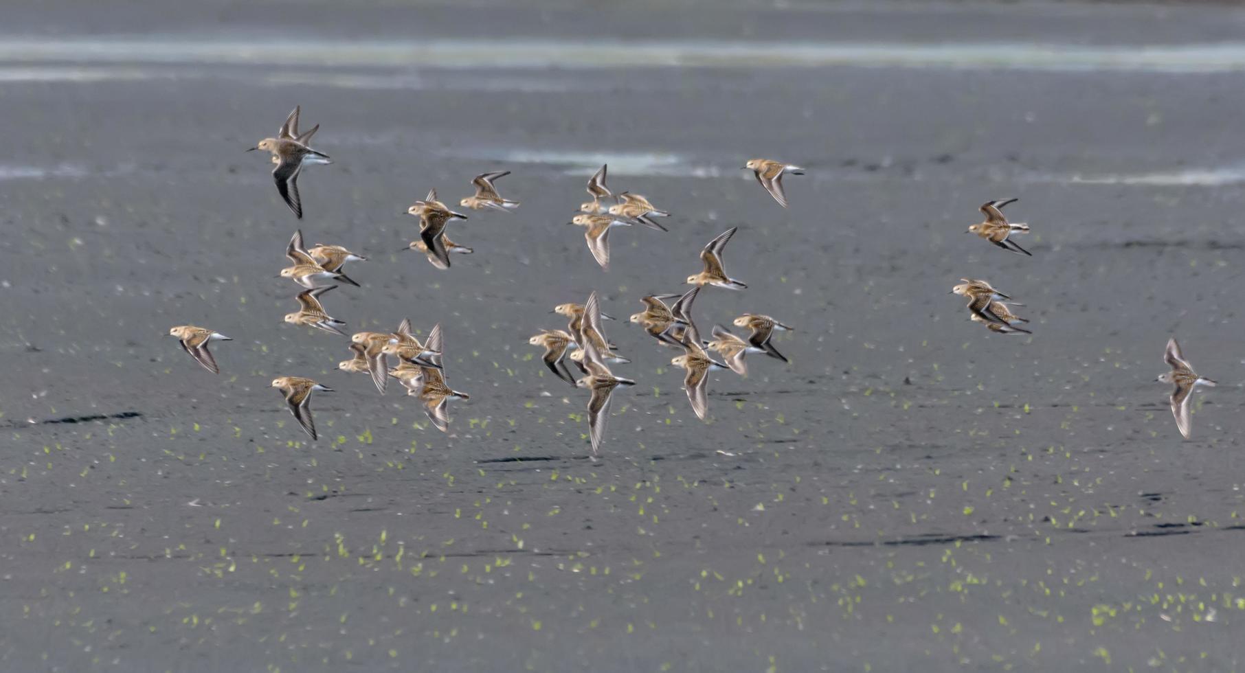 Big flock of Little stints - Calidris minuta - in flight over barren land during autumn migration photo