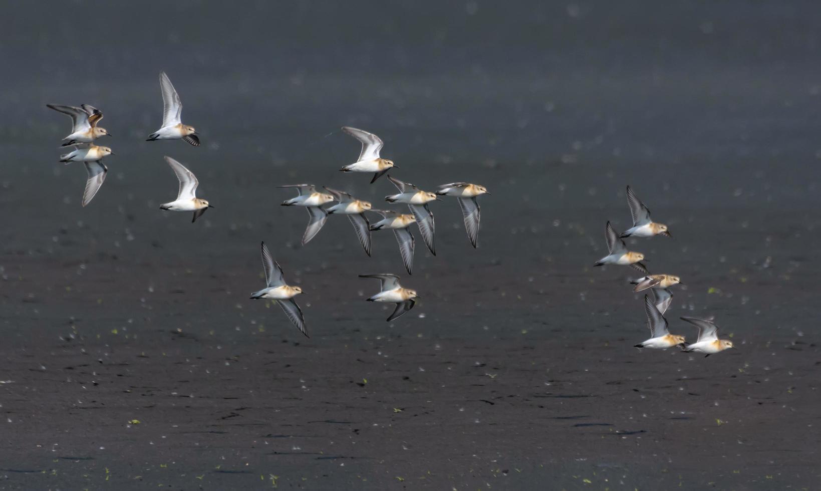 Big flock of Little stints - Calidris minuta - in flight over barren land during autumn migration photo