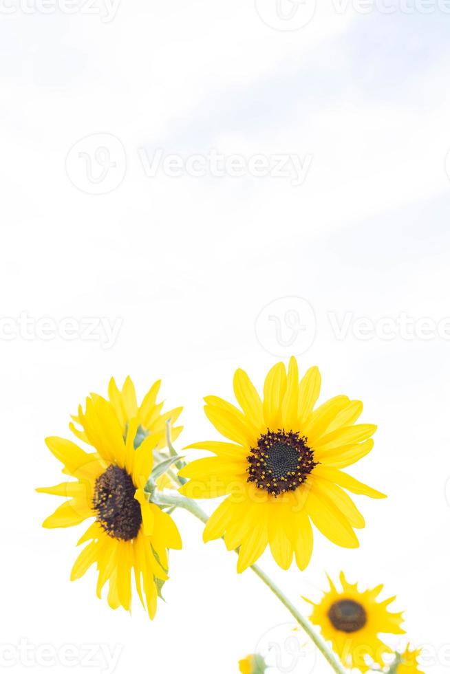 The backdrop of bright yellow sunflowers in a sunflower field that has been planted for tourists to visit and take pictures with beautiful sunflowers.Natural background with copy space for text. photo