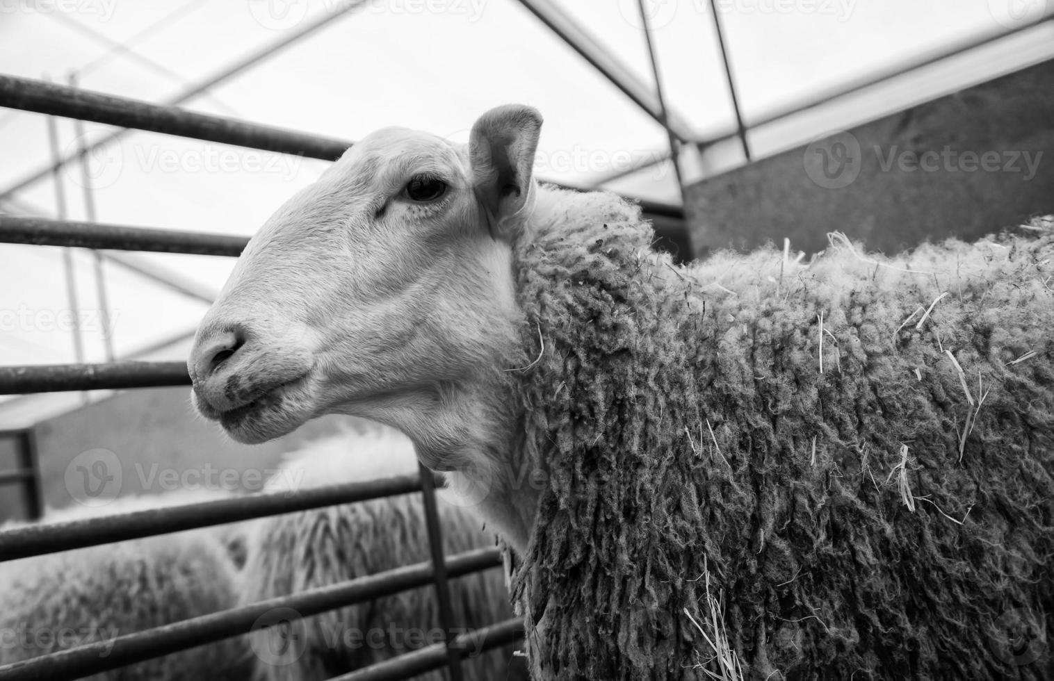 Sheep on a farm photo
