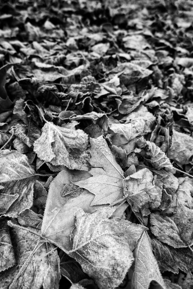 Frozen fallen leaf photo