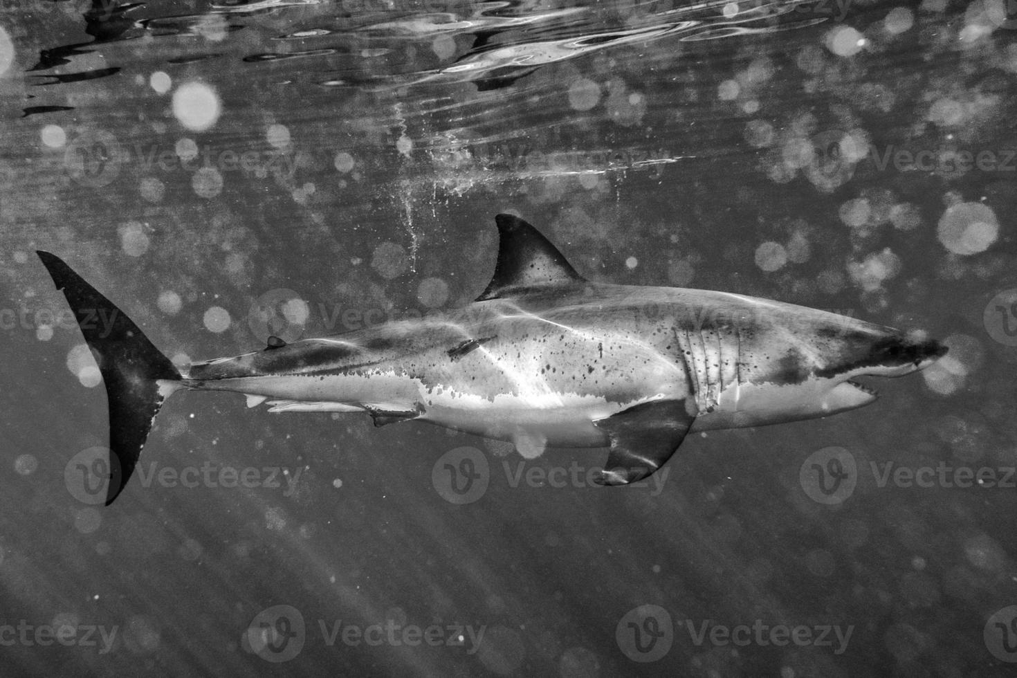 Great White shark attack in black and white 20300230 Stock Photo at